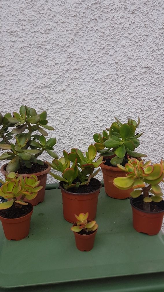 Planta de Jade (vários tamanhos), desde 1 €.