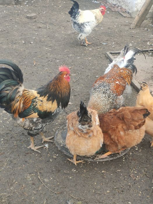 Продаю інкубаційне яйце мішаних порід курей