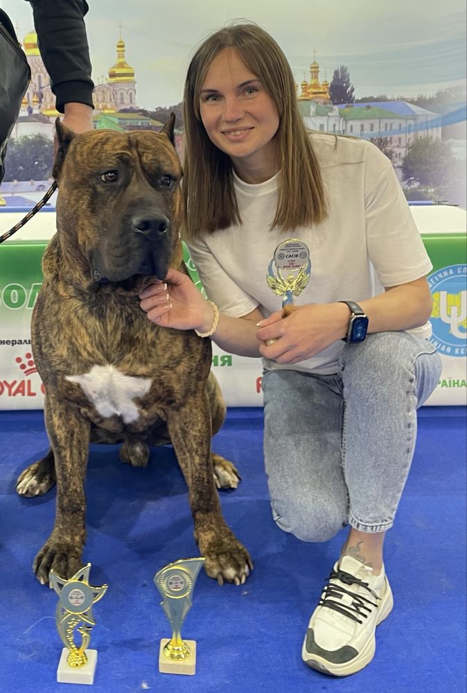 Вязка Канарский Дог Presa Canario