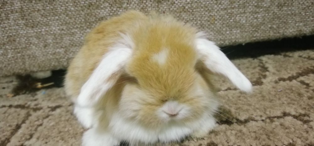 Декоративні висловухі (міні) баранчики