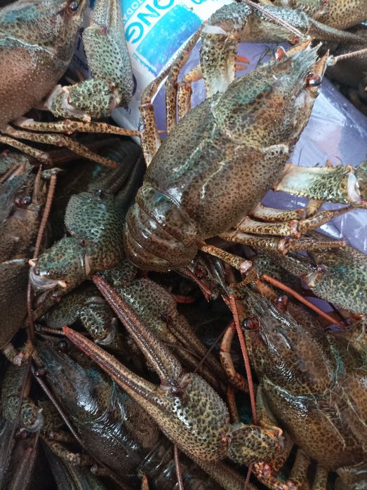 Живые раки Николаев 550 гр