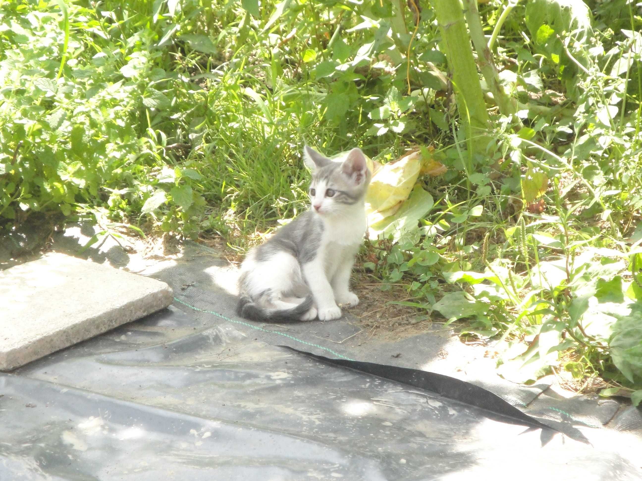 Dou gatinhos - Ofereço 2 latas de comida na adoçao de cada gatinho