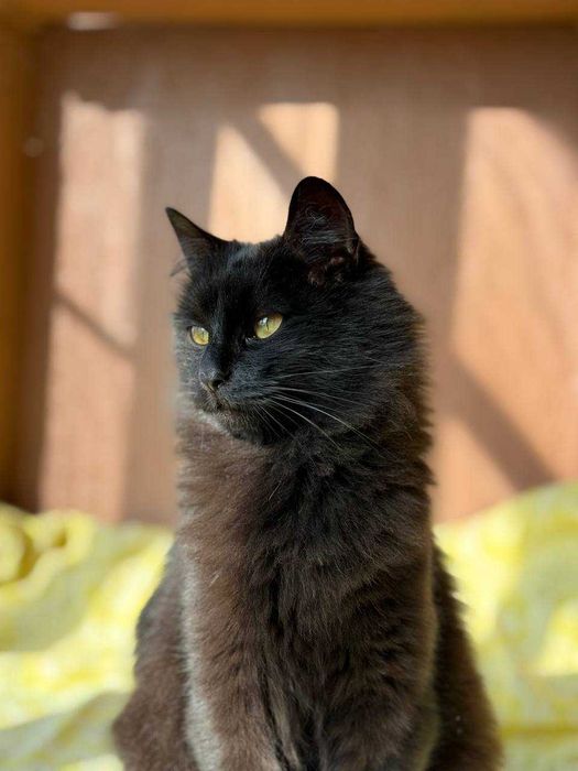 Маленька киця-ангора шукає родину