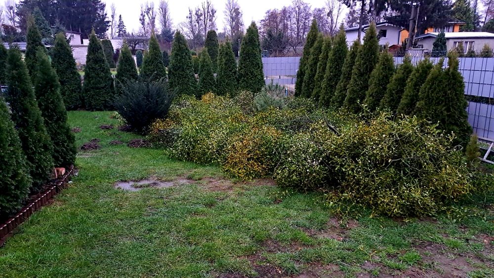 Jemioła  Hurt Wielkopolska  Pęczki Kule