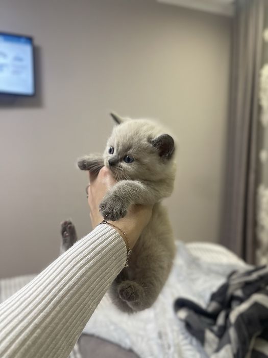 Кошенята прямовухі, висловухі шотландці, блю поінт, голубі очі