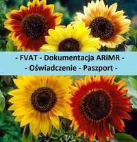 Słonecznik ozdobny MIX kolorów miododajny * ARiMR * faktura - paszport