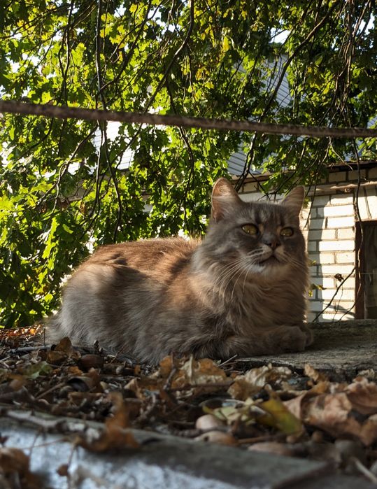 Кошечка в добрые руки