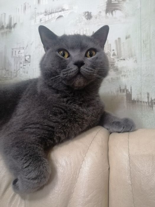 Віддам котика в добрі руки)