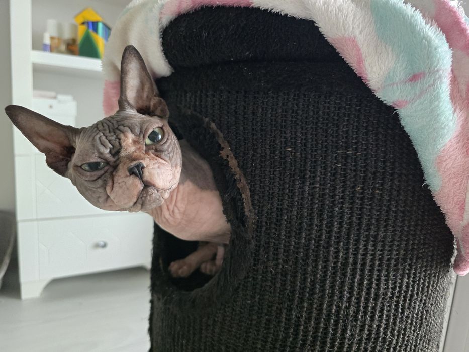 Dorosły kocurek sfinks, gotowy do odbioru