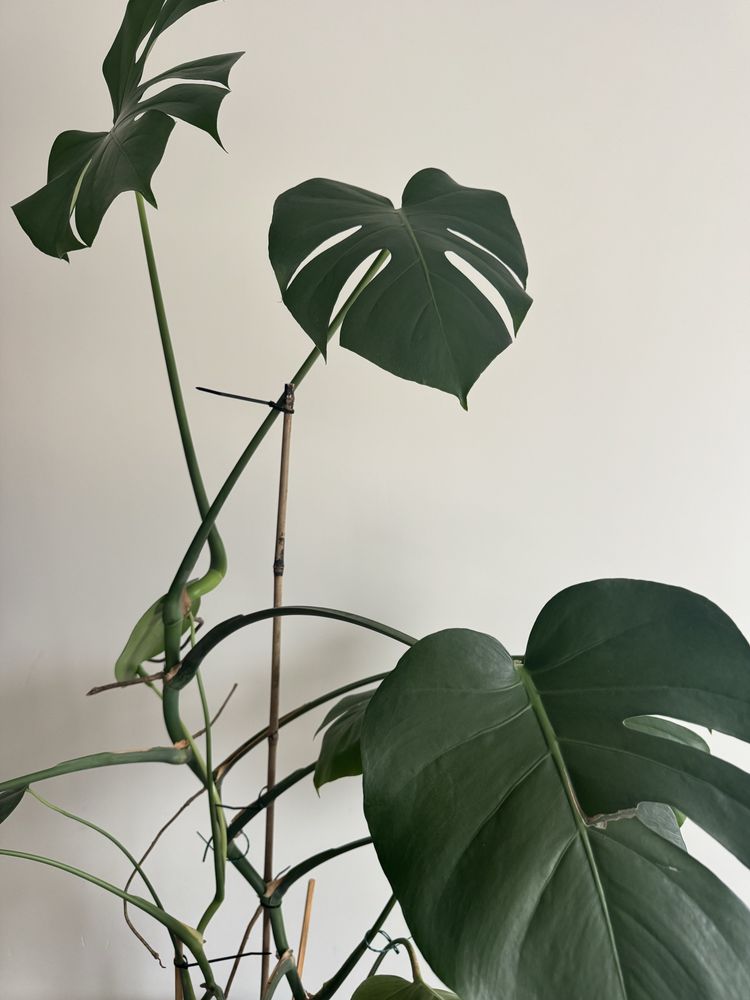 Monstera wysoka