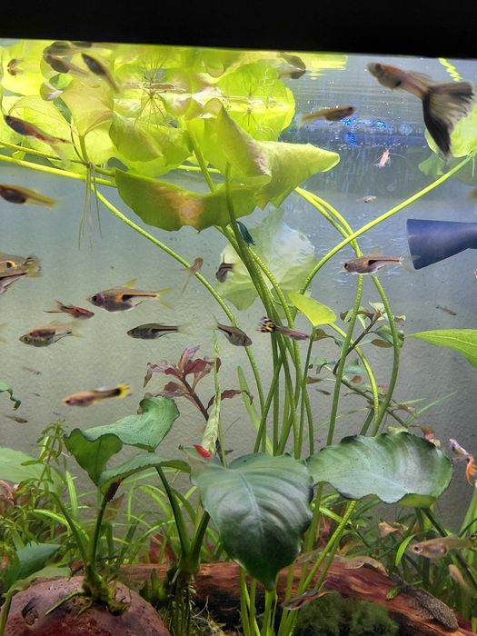 Lotos zielony tajwan