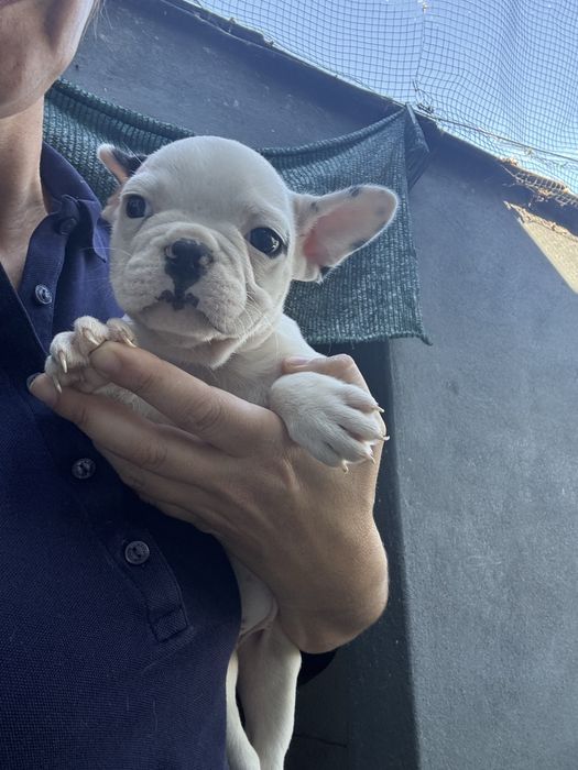 Bulldog frances pirata femea