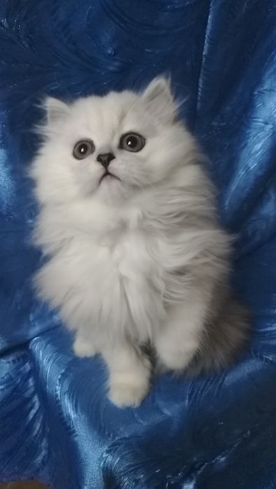 Серебристый шиншилла белый пепельный