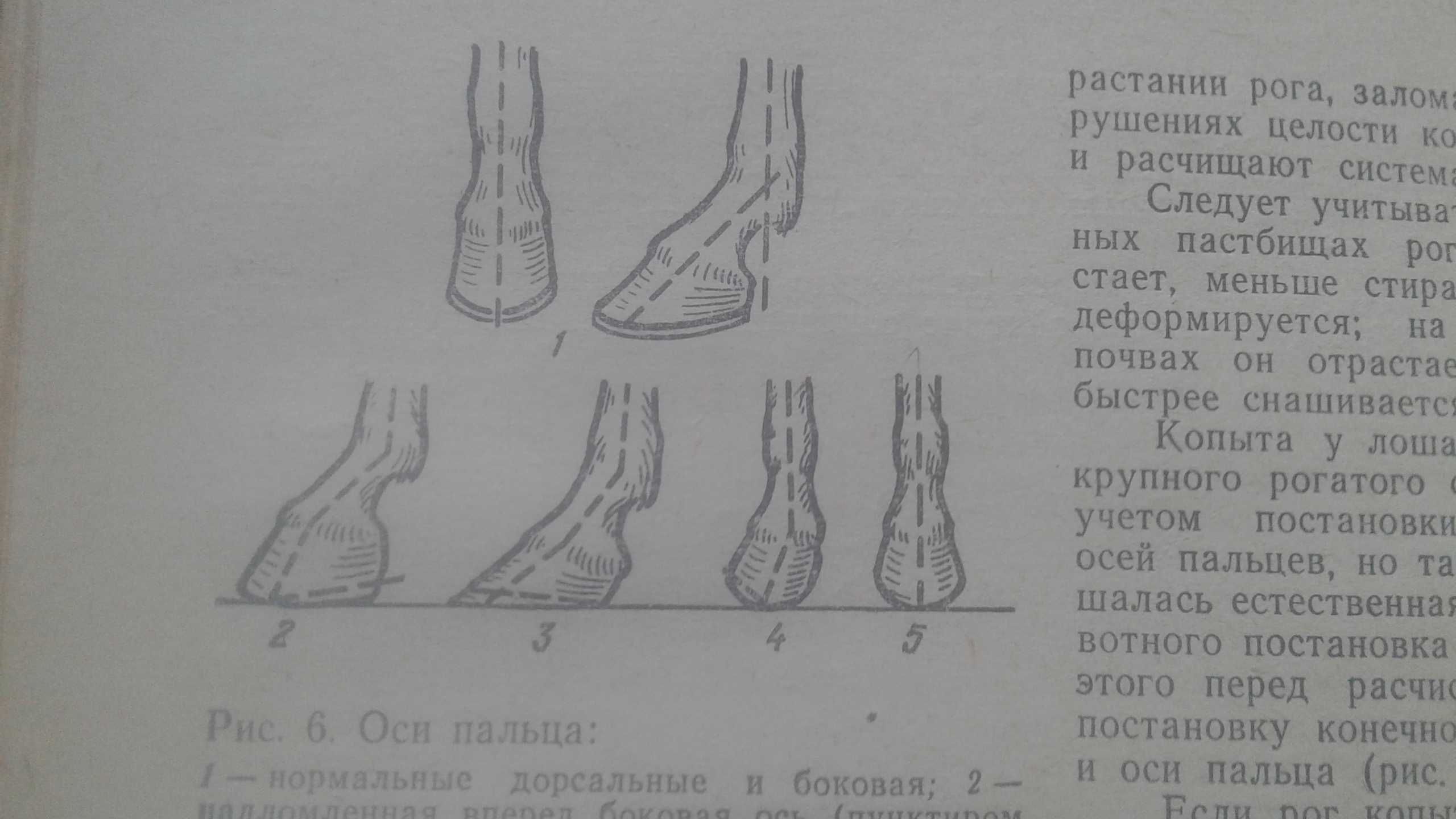 Справочник по ветеринарной хирургии