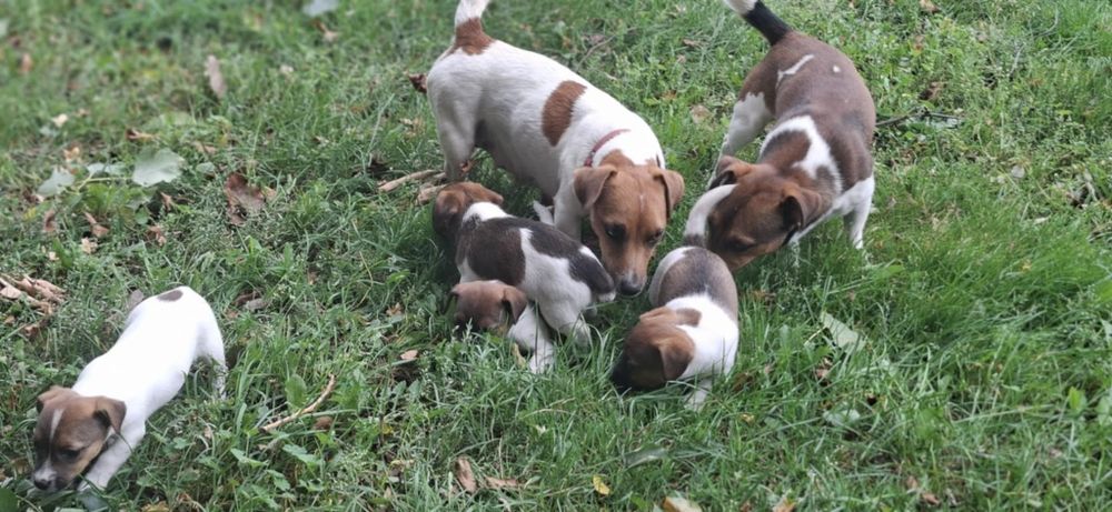 Jack Russell terrier z metryką