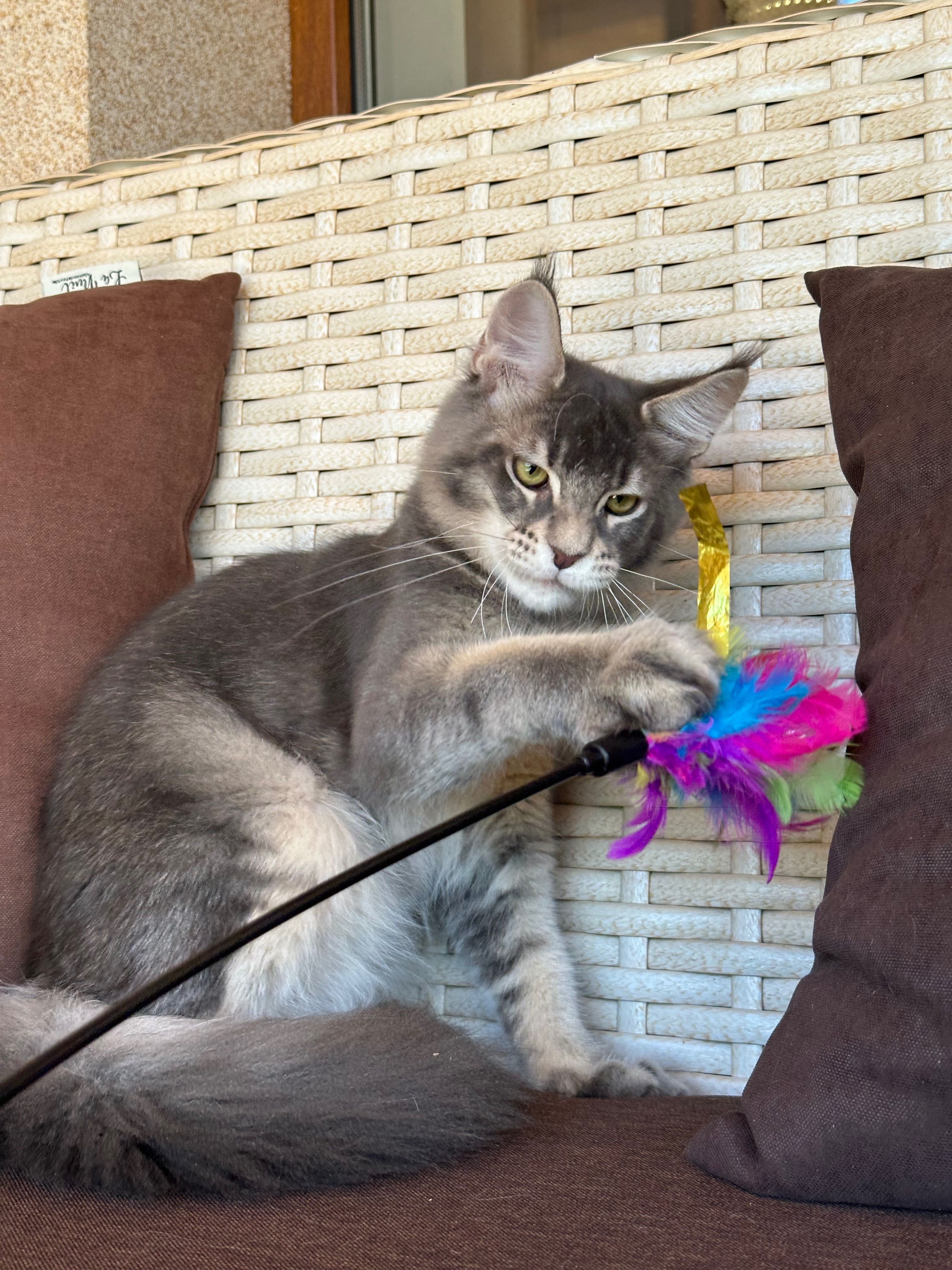 Maxwell-kocurek Maine Coon