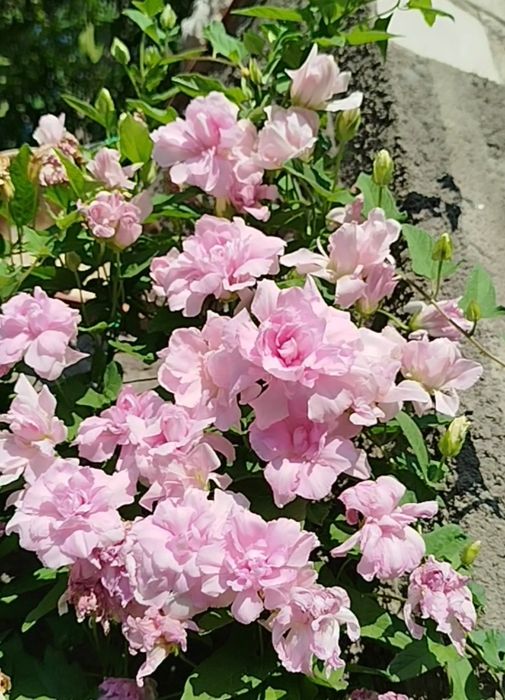 Калистегия, лимонник, снежноягодник, брусника, хвойные