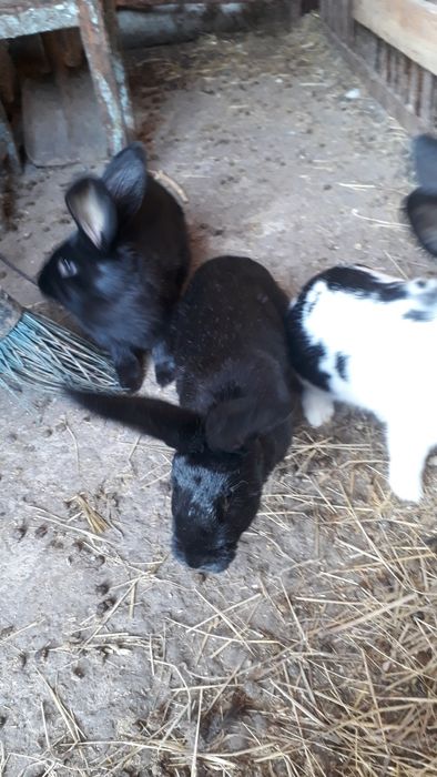 Продам молодняк кроликів