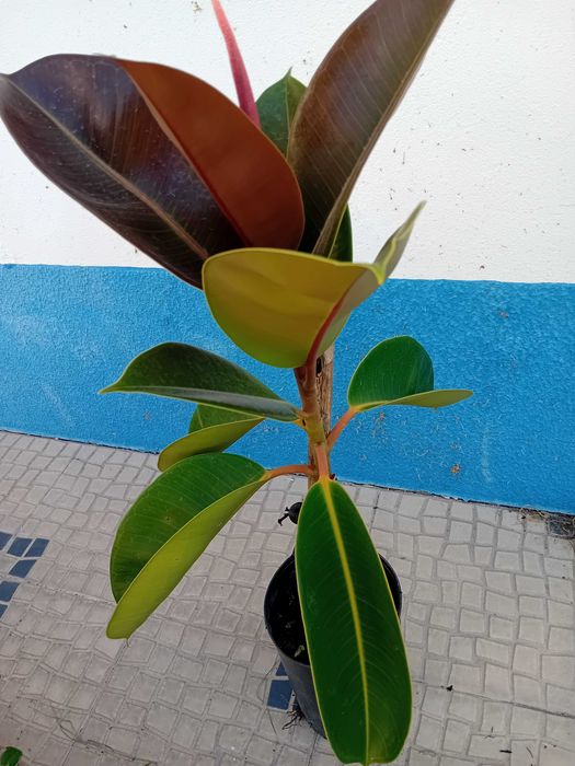 A'rvore borracheira Ficus Ela'stica