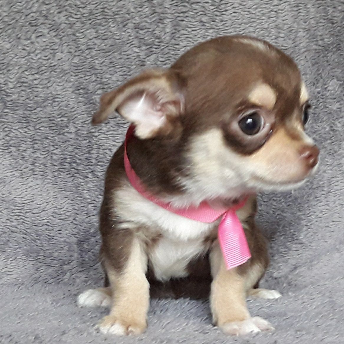 Chihuahua suczka jak huski