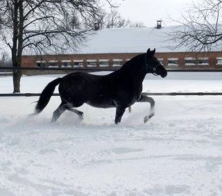 Жеребец производитель,продам лошадь