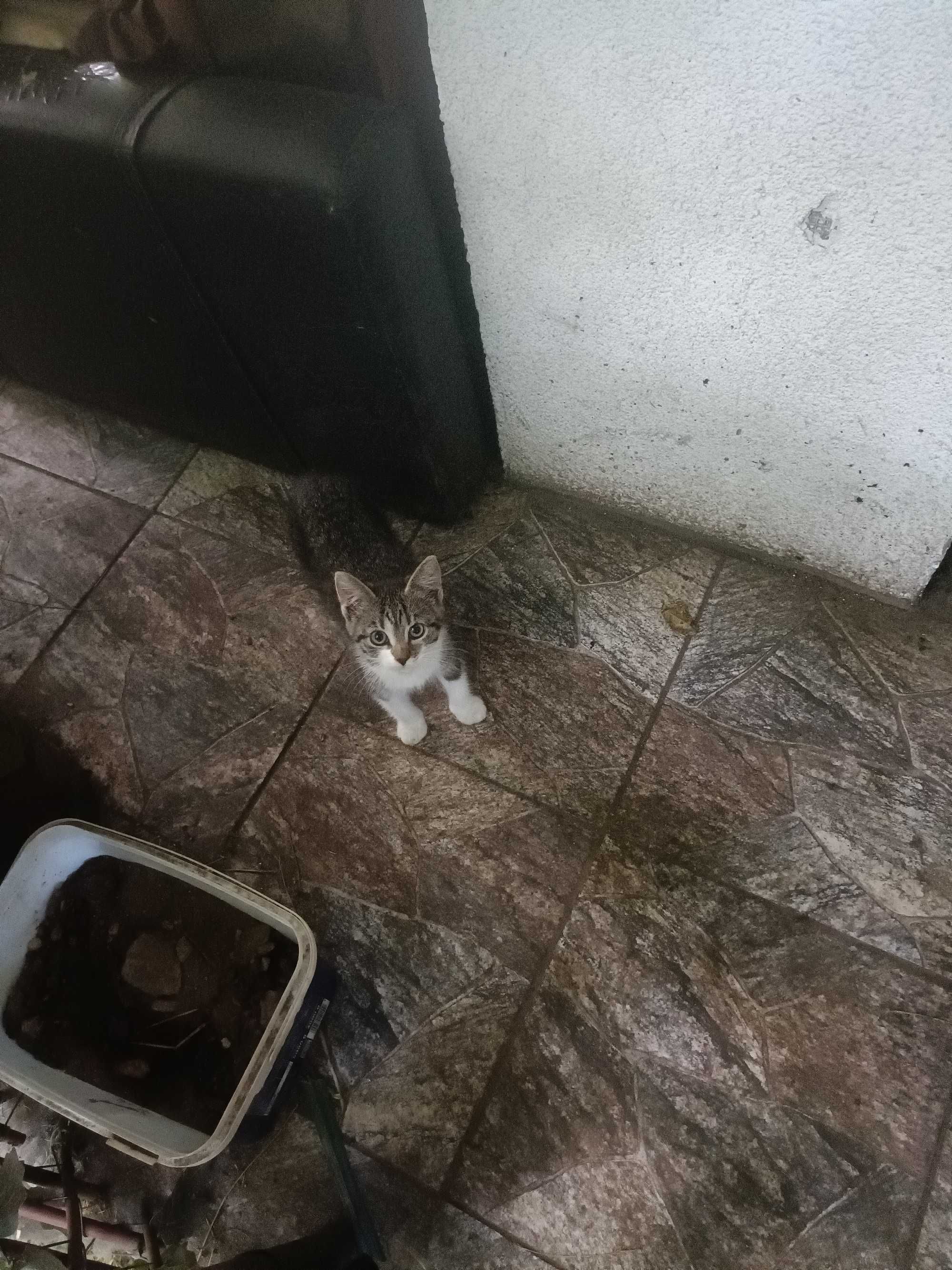 Oddam kotka 3 miesiące  do adopcji