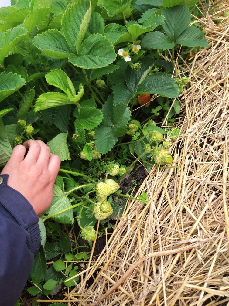 Продам саджанці полуниці Румба