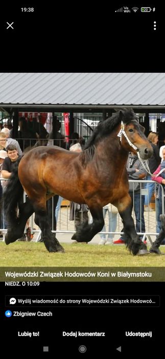 Sprzedam Arden Polski