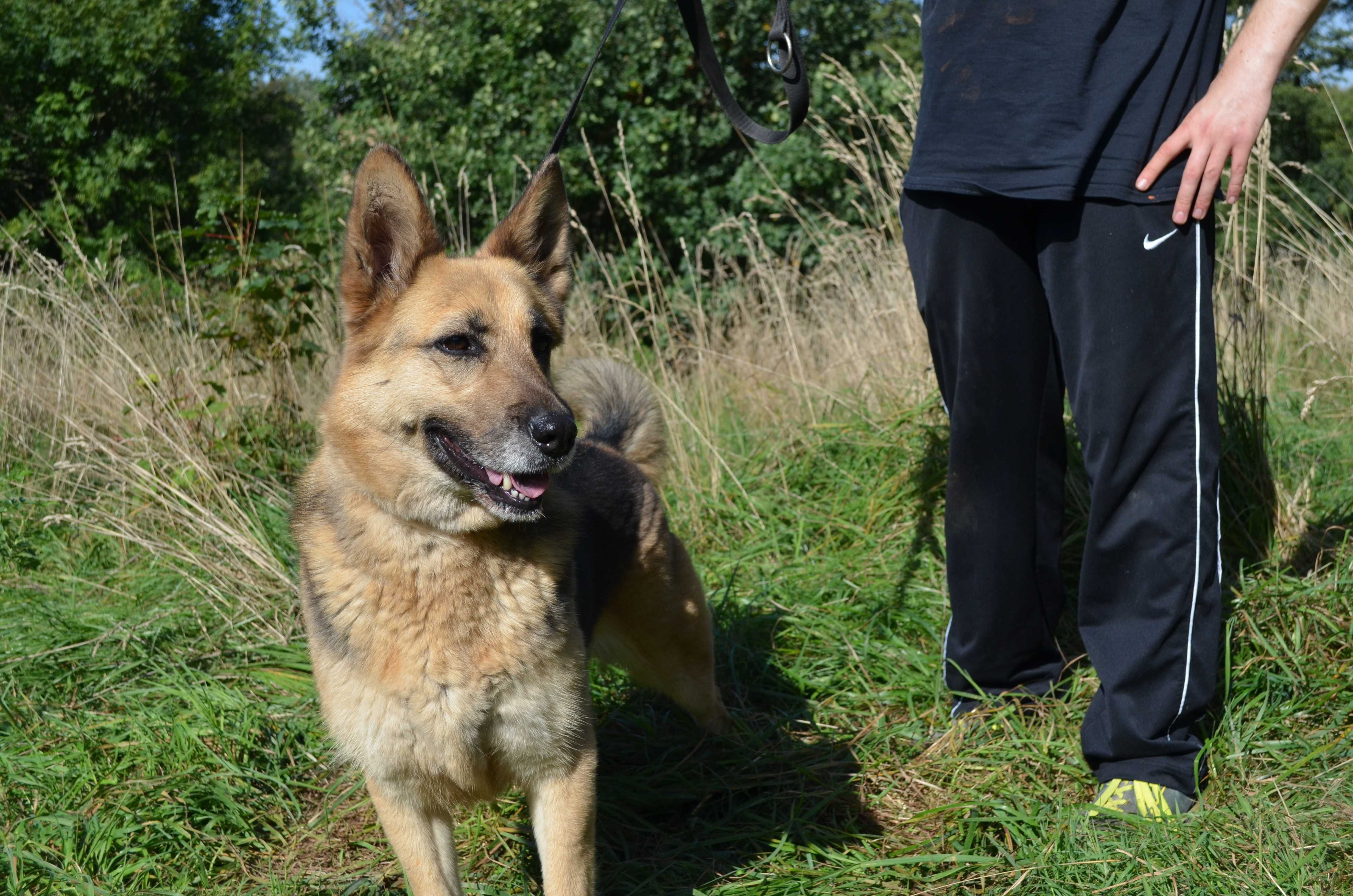 Boni sunia w typie owczarek niemiecki do adopcji