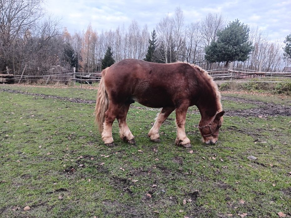 Ogierek zimnokrwisty