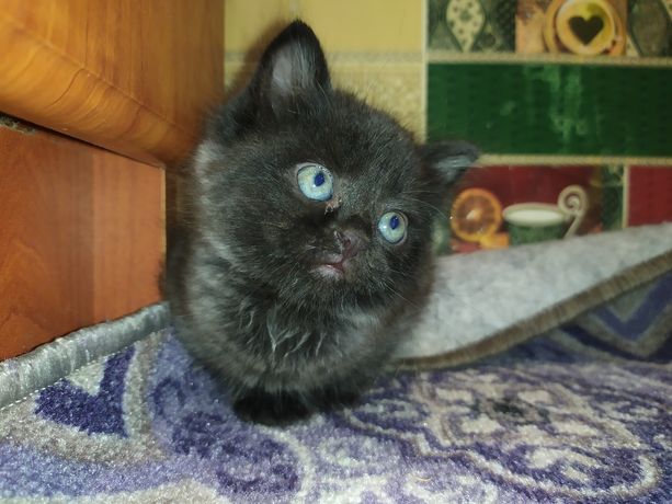 Котик веслоухой кошки 1.5 месяцев к лотку приучен