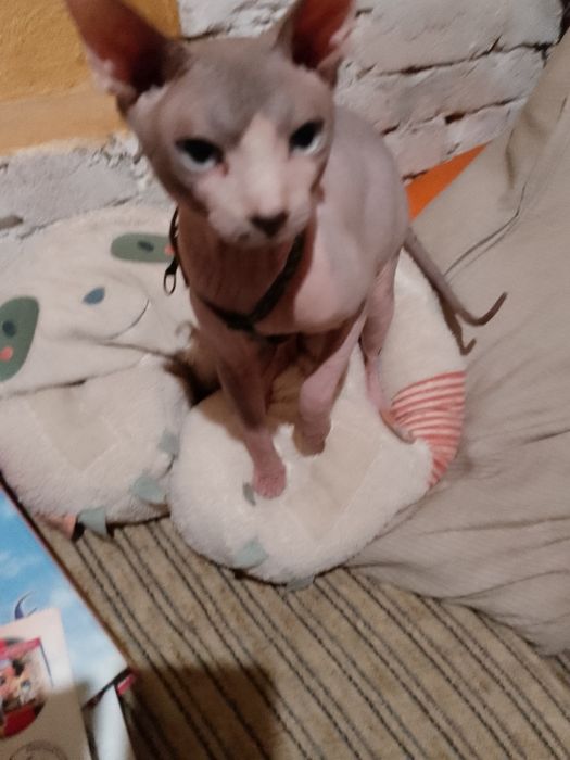 В'язка канадський сфінкс