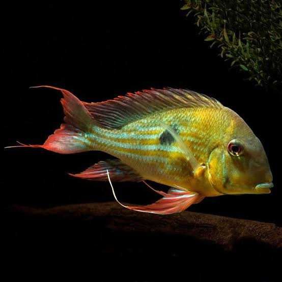 Ziemiojad Winemilleri - Geophagus winemilleri