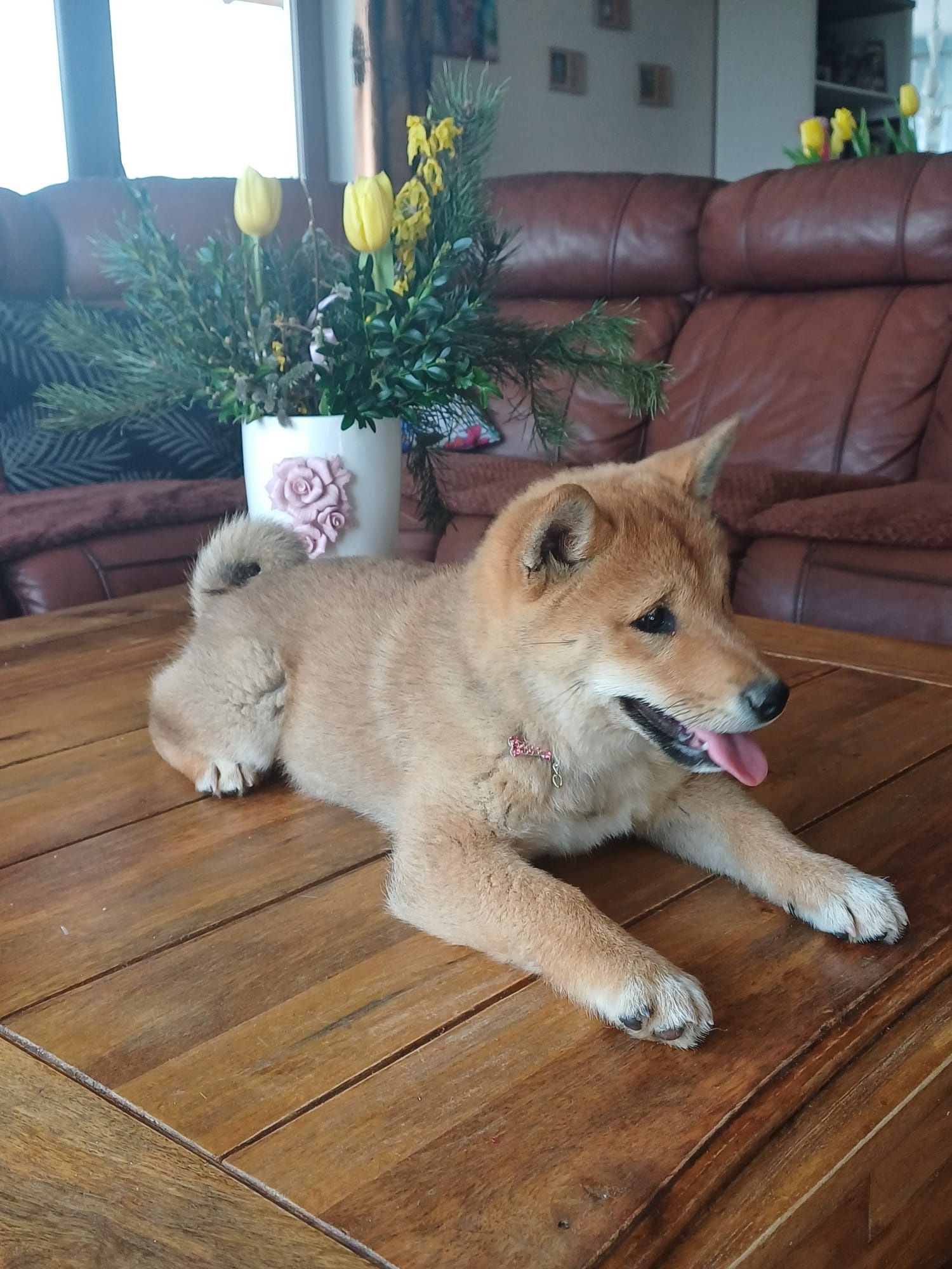 Shiba Inu piękna ruda suczka FCI ŚLĄSK CENA CAŁKOWITA