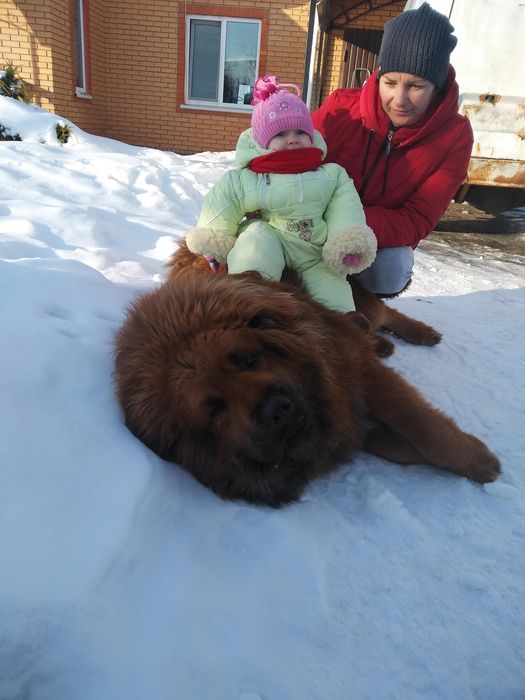 Тибетський Мастиф вязка