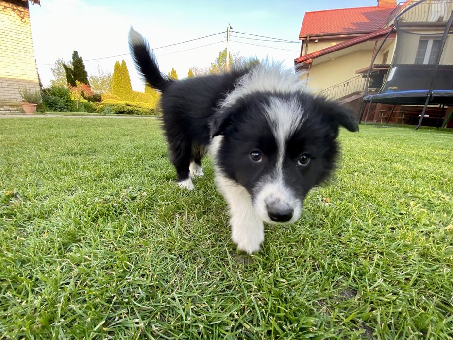 Border Collie szczeniaki