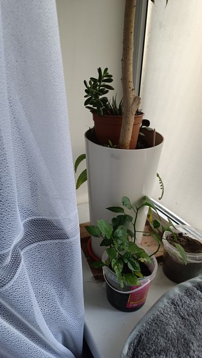 Продам фикус ___