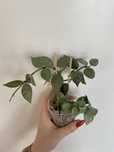 hoya krohniana super eskimo (1)