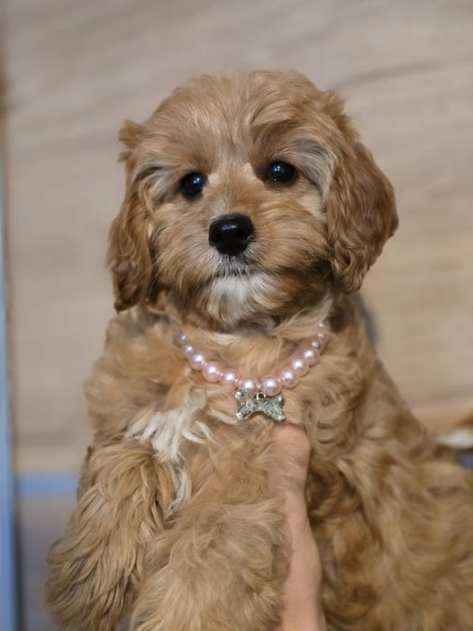 Cavapoo f1 suczka szczeniak do odbioru z metryką