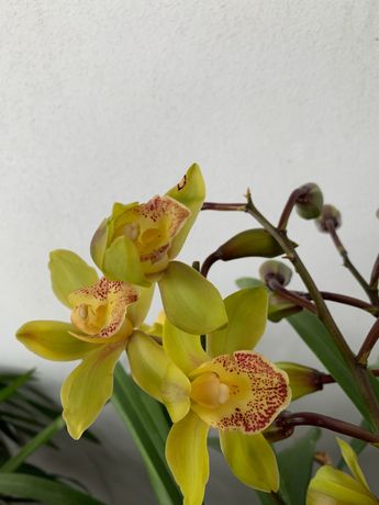 Vendo orquídea verde
