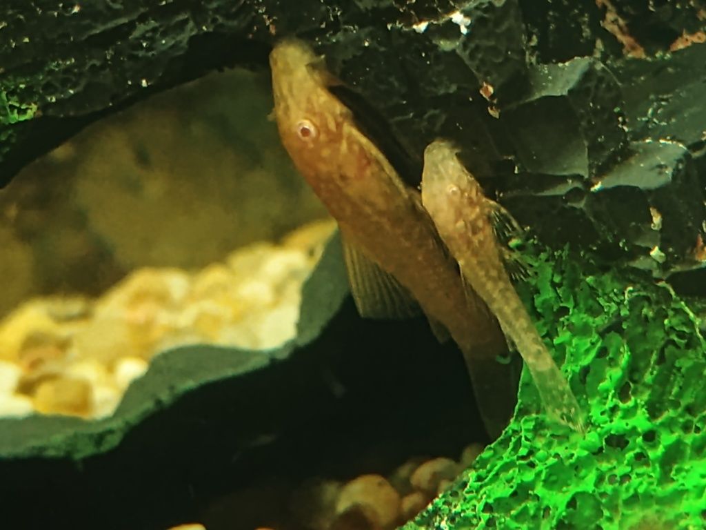 Sprzedam Glonojady