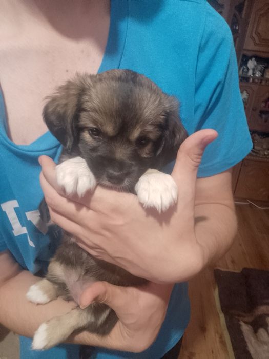 Oddam za darmo pieski