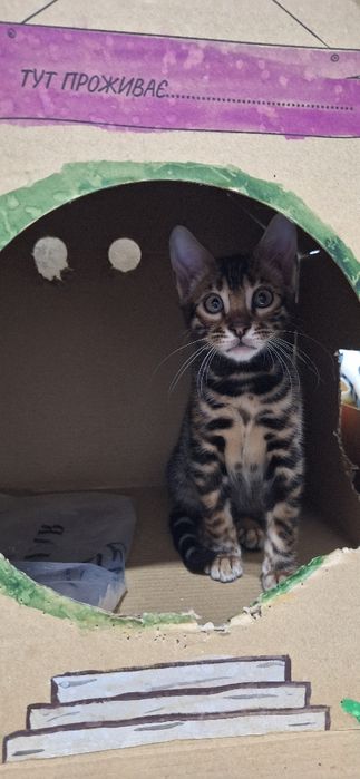 Бенгальське кошеня