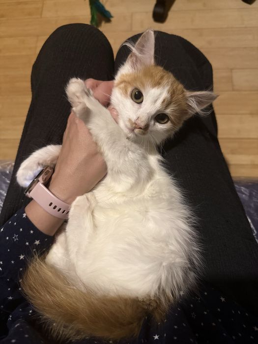 Długowłosy kotek do adopcji