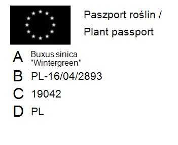 Bukszpan sinica 'Wintergreen' Buxus sinica 042