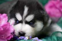 Piękny niebieskooki, czarno-biały szczeniaczek Siberian Husky FCI