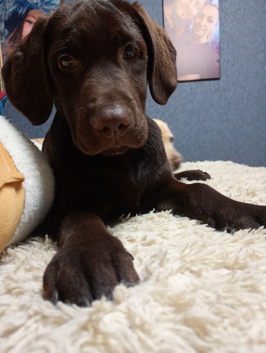 Шоколадний хлопчик