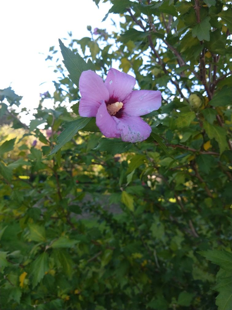 Nasiona  hibiskusa