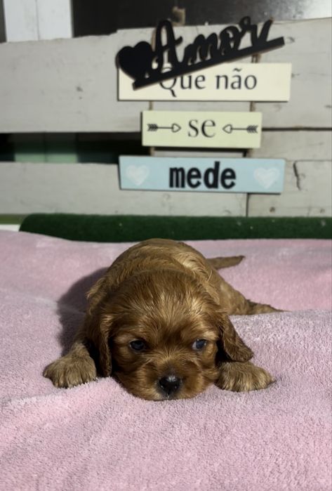 Cavalier King Charles Spaniel
