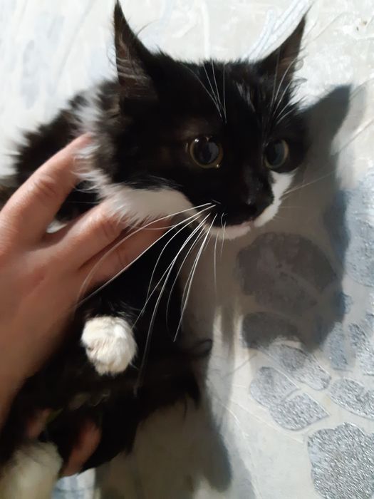 Стерилізована красуня в добрі руки